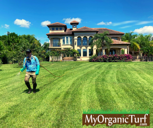 beautiful lawn thanks to the benefits of organic fertilizer