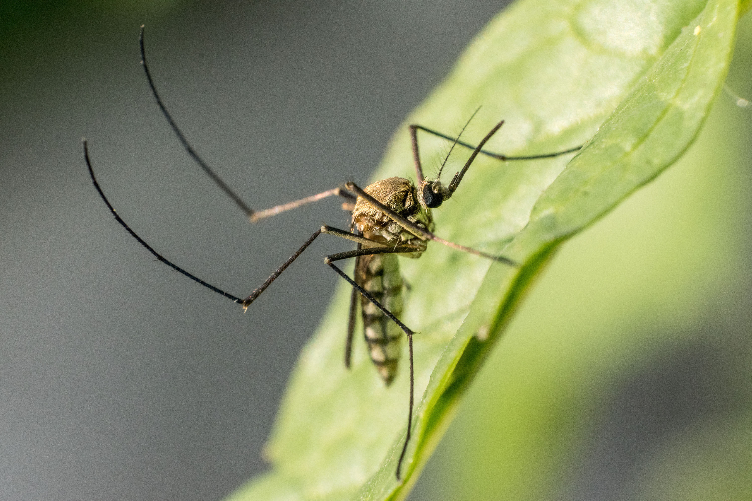 what do mosquitos eat? picture of a male mosquito drinking nectar from plant