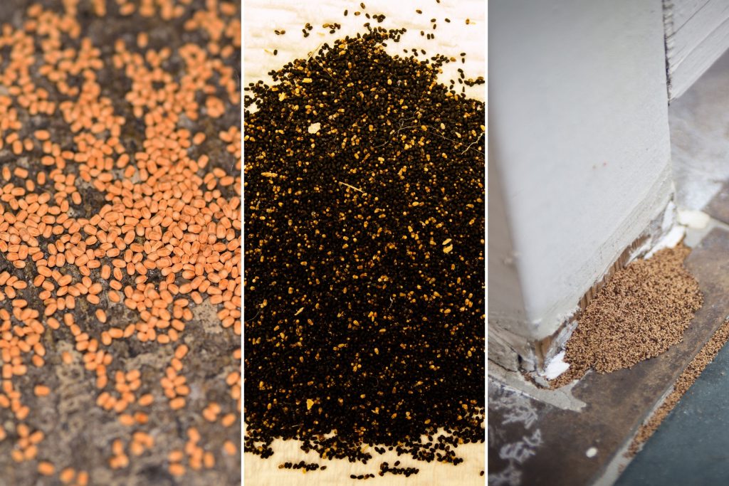 What Do Termite Droppings Look Like Pictures Next Steps