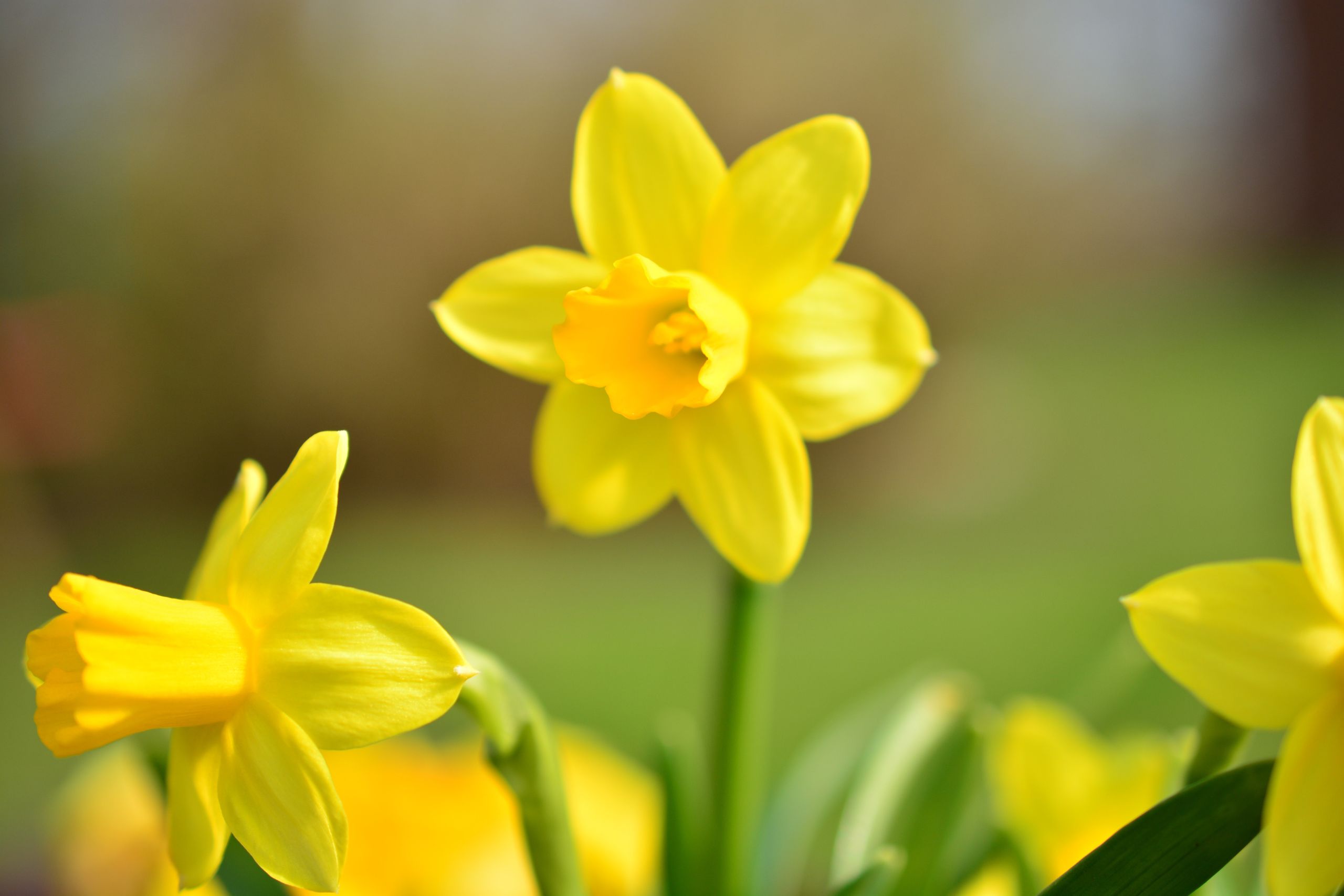 yellow flower: plants that are toxic for dogs