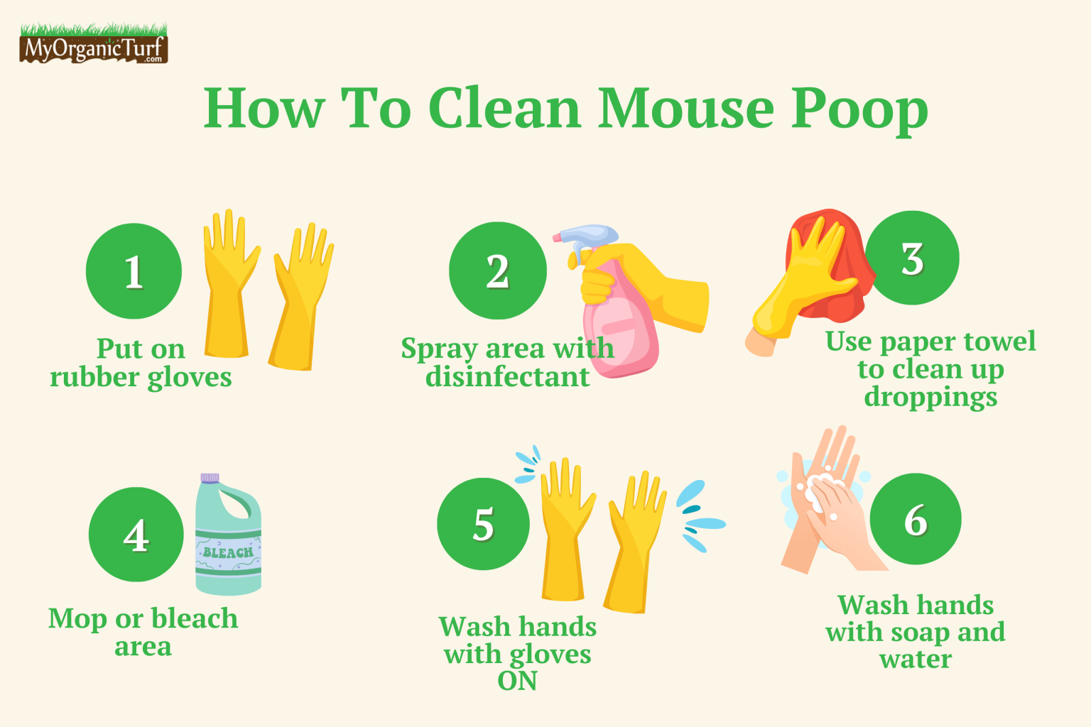 What Does Mouse Poop Look Like [PICTURES]