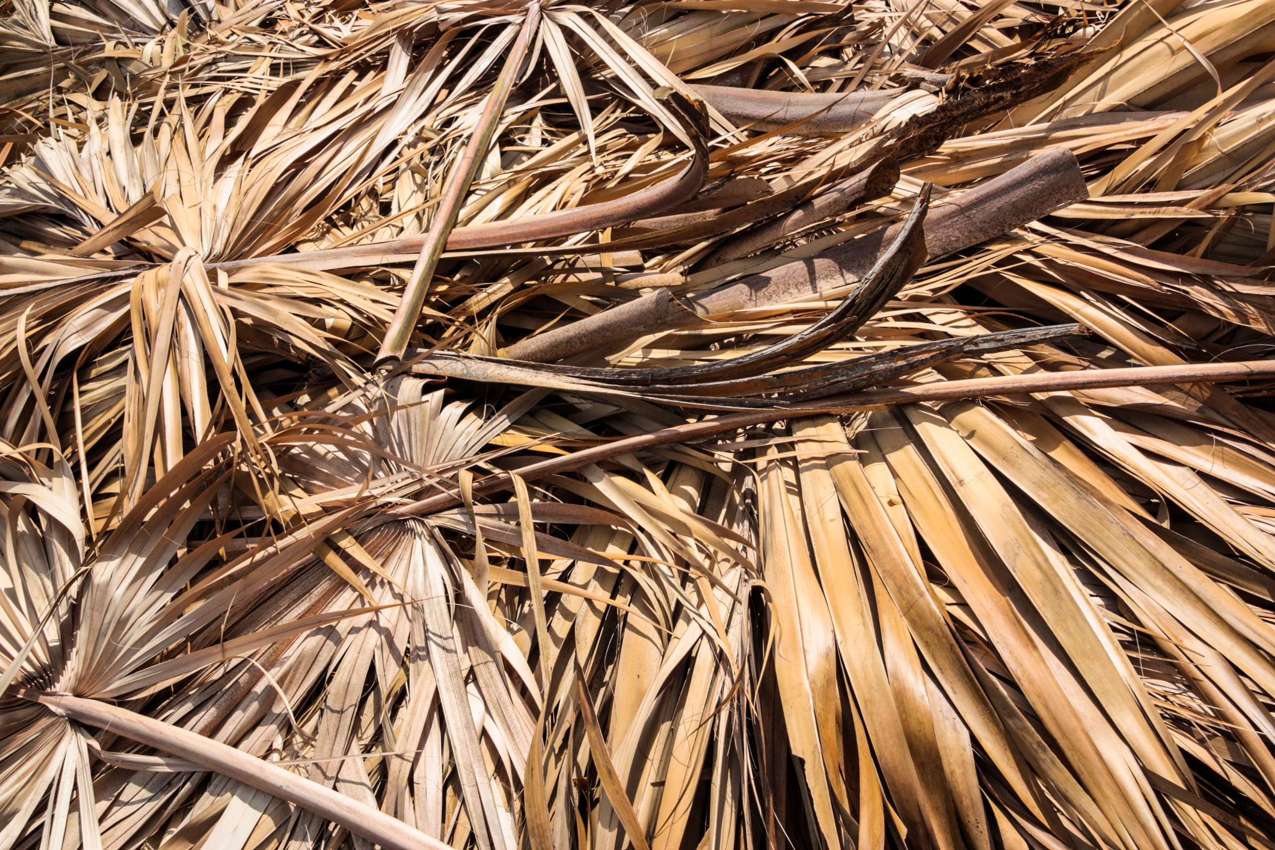 Image of dead palm trees: should i cut off brown palm leaves