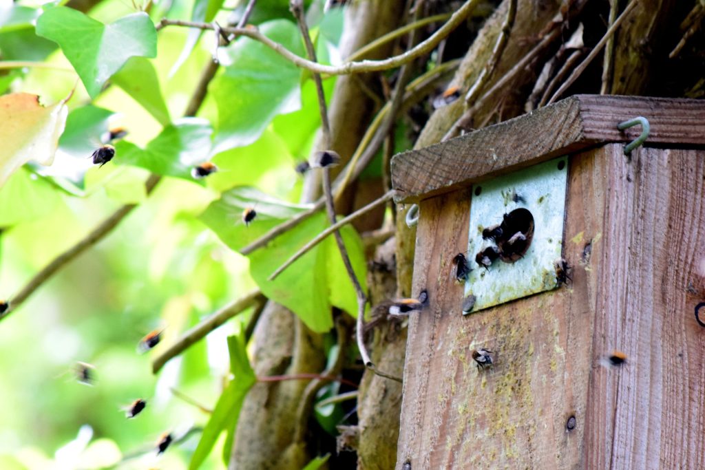 bee hive near Florida home