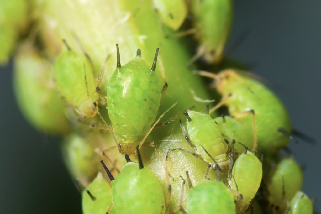 picture of aphids on a tree