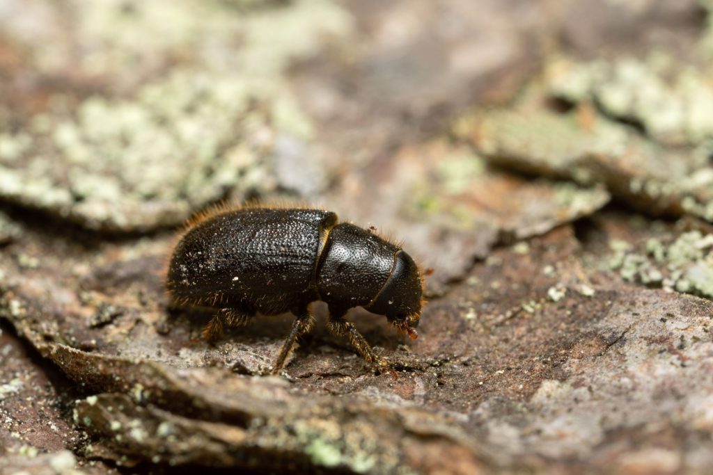 bugs on tree: bark beetle