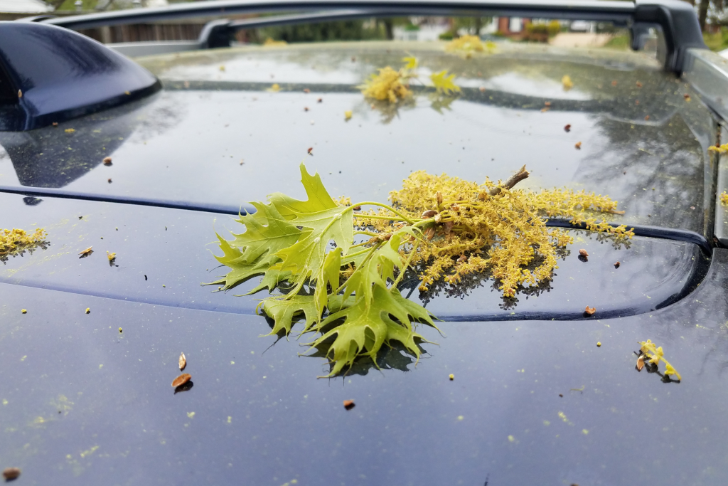 red oak leaf and pollen on car hood in Florida