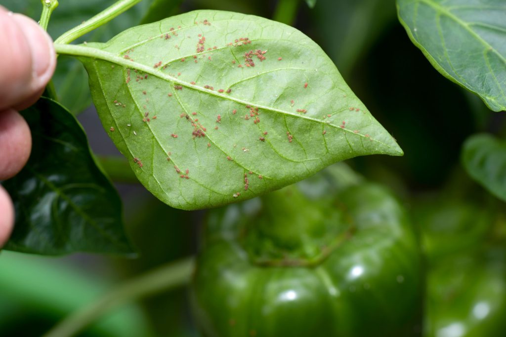 picture of aphids on a tree leaf - blog on how to kill bugs on trees