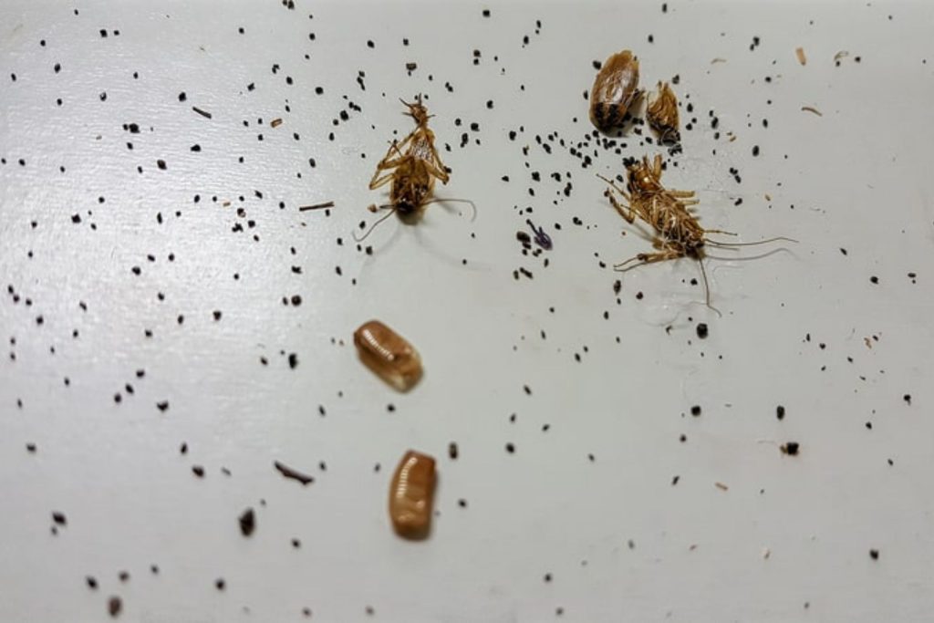 picture of what cockroach poop looks like