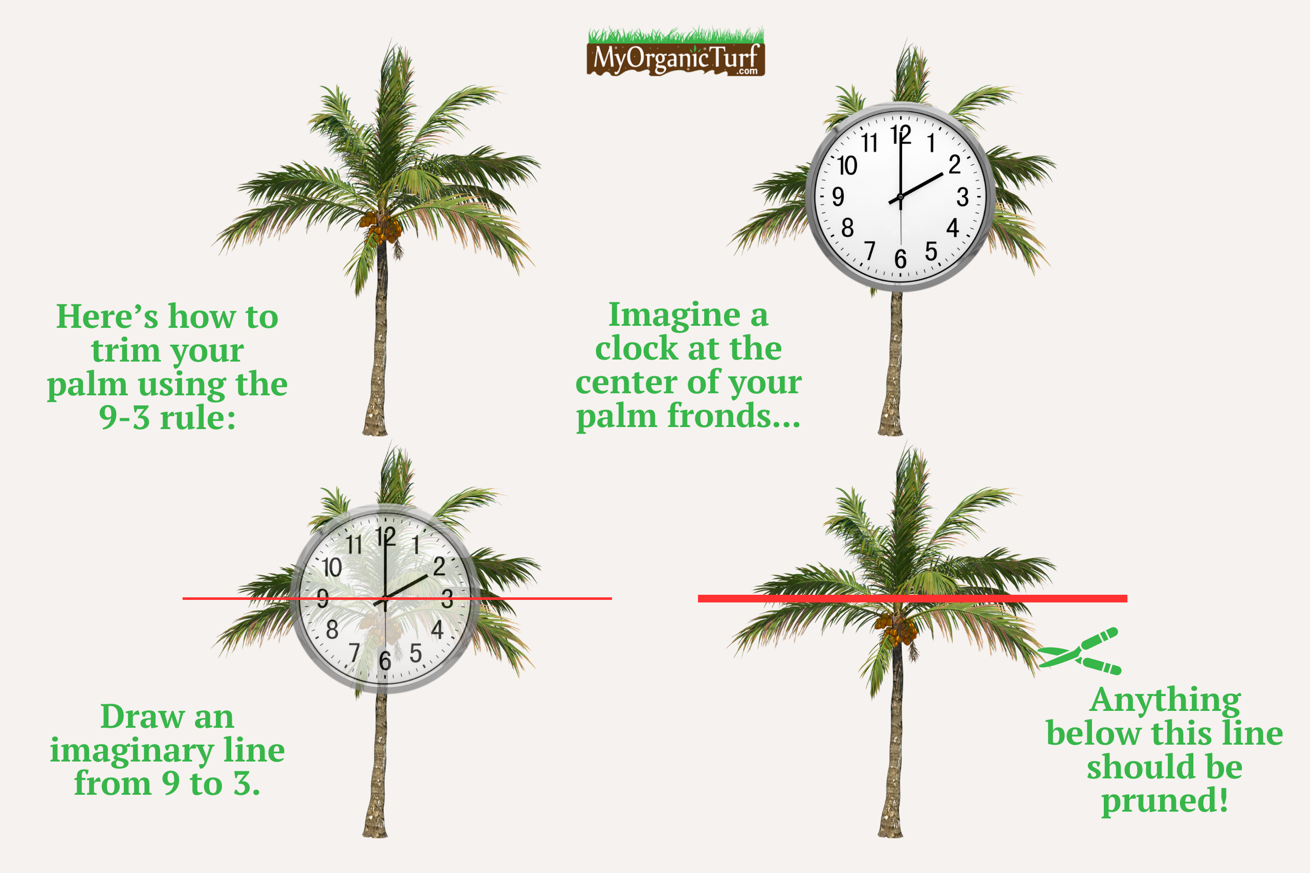 How To Prune a Palm Tree Without Killing It [PICTURES]