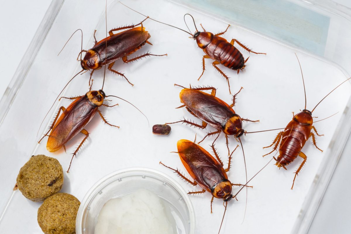 Pompano Insect Palmetto Bug Season in Florida: How We Prepare