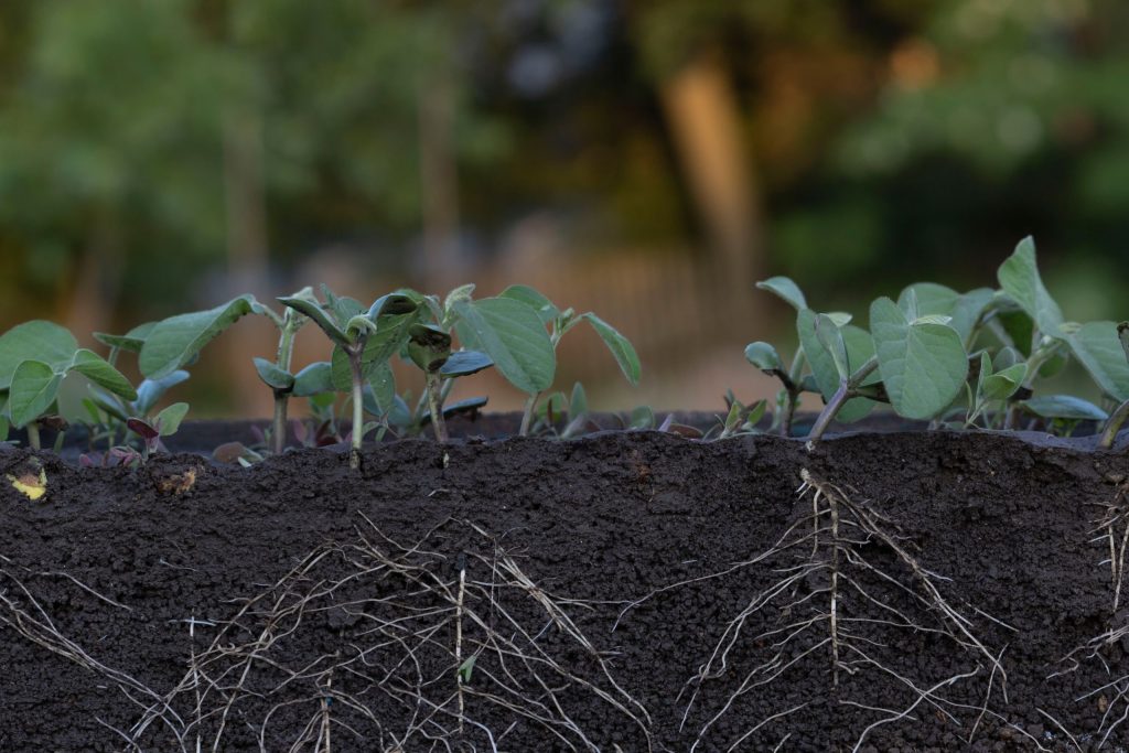 plant root zone