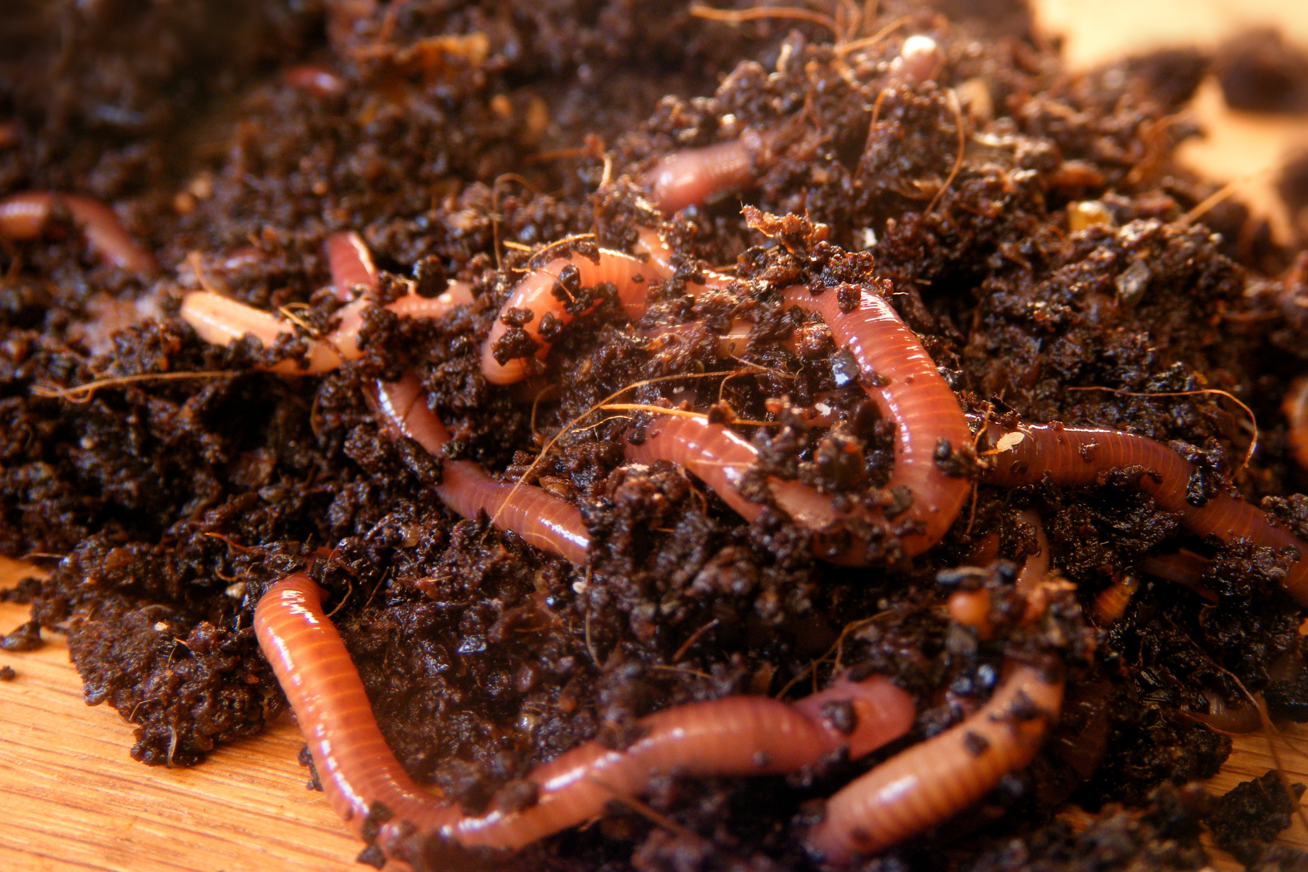 red wigglers worms on yard