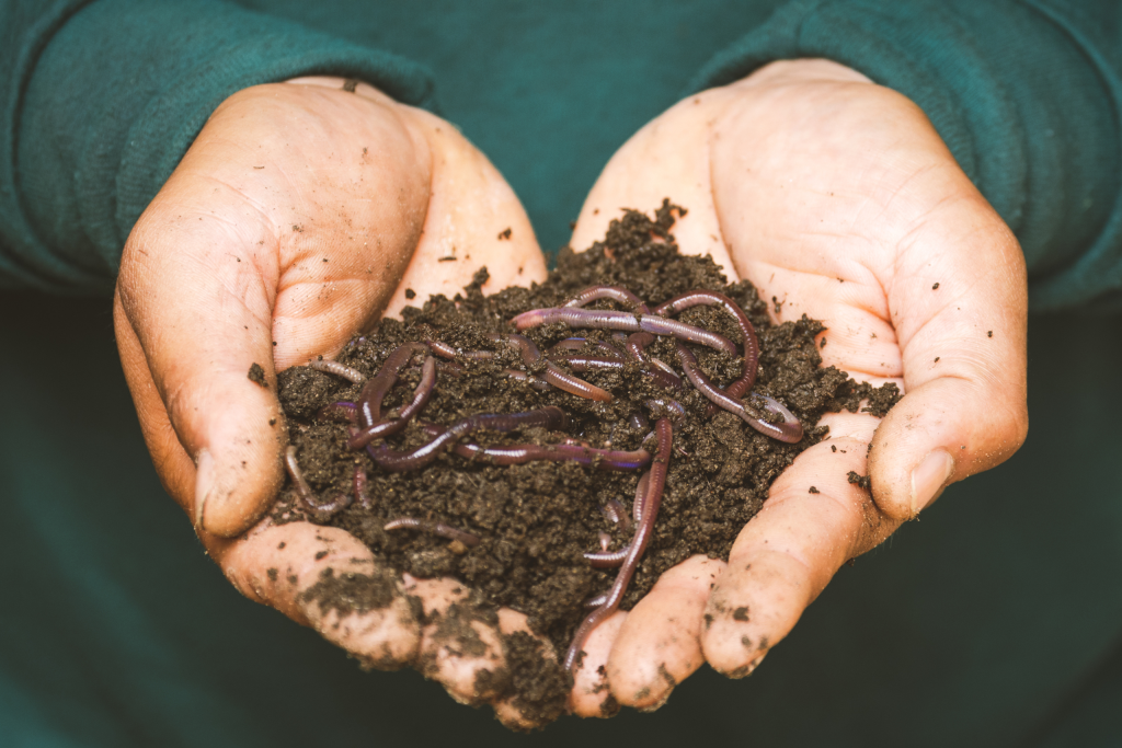 person holding soil and earthworms from their yard in their hand