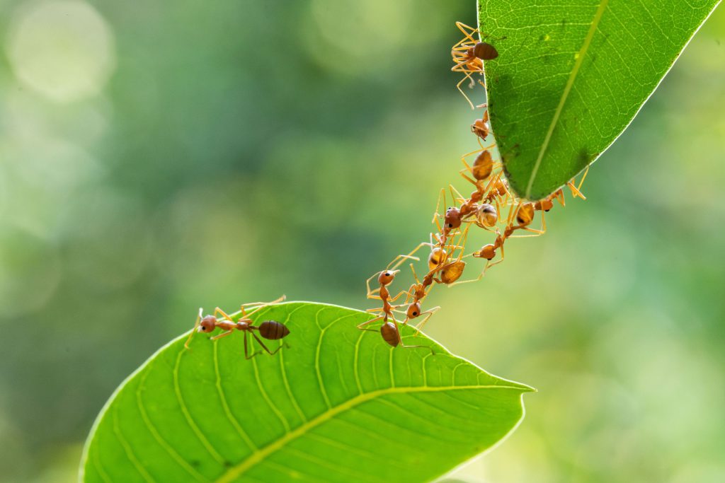 ants creating a raft to get away from rain