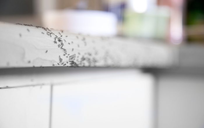 ants in home after rain
