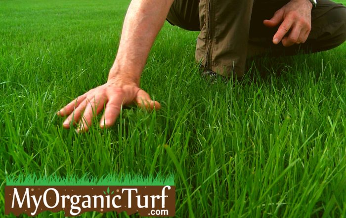 Florida lawn cut crass after rain