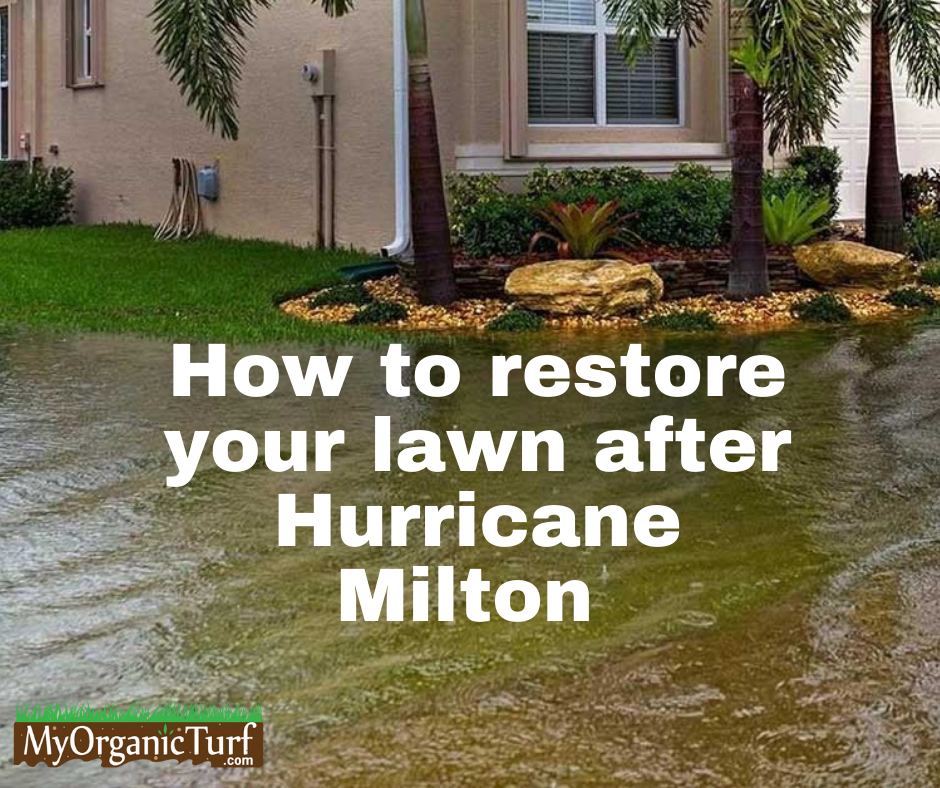 how to restore your lawn after Hurricane Milon