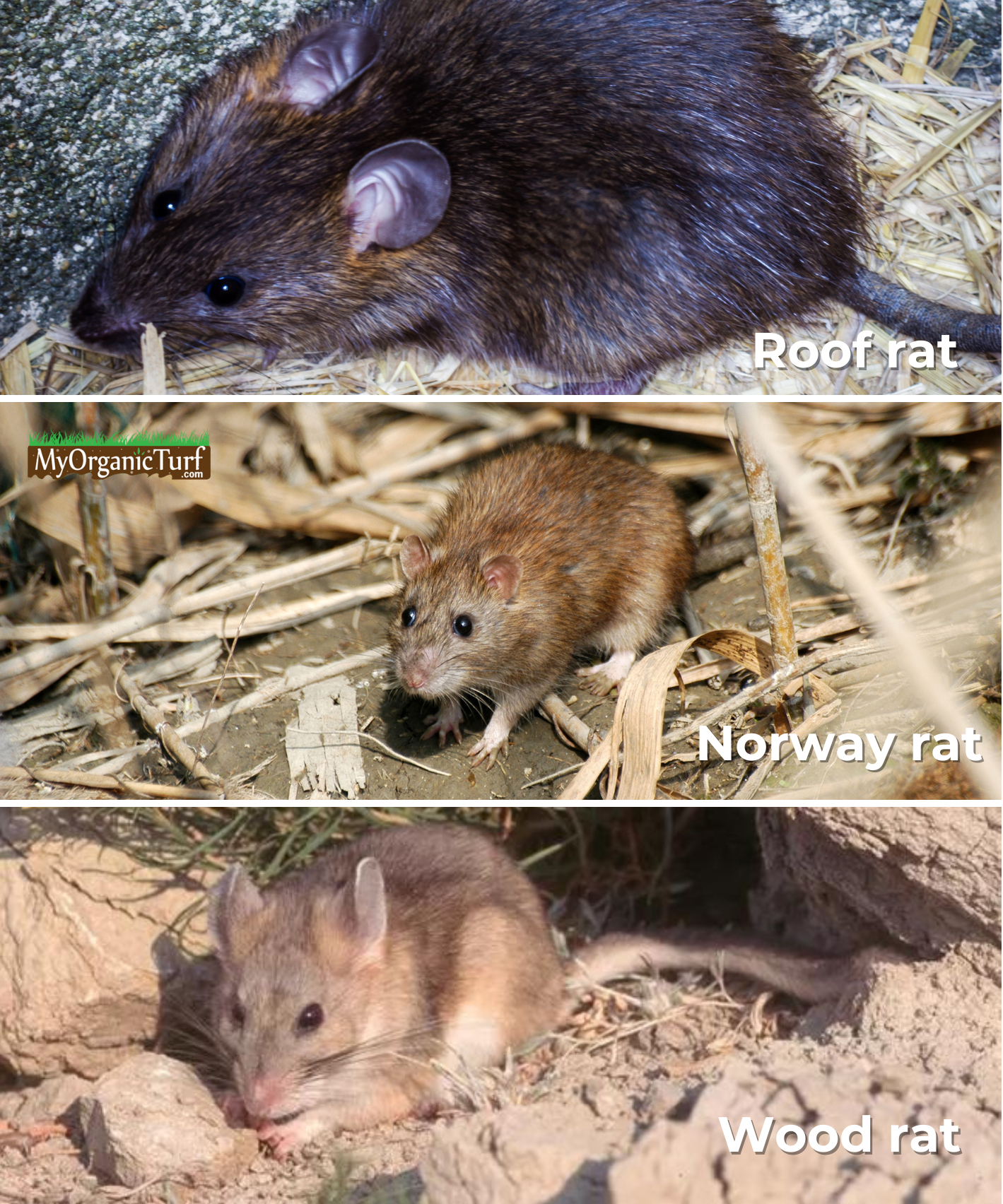 How Do I Get Rid of Rats in My House, Attic, and Walls?