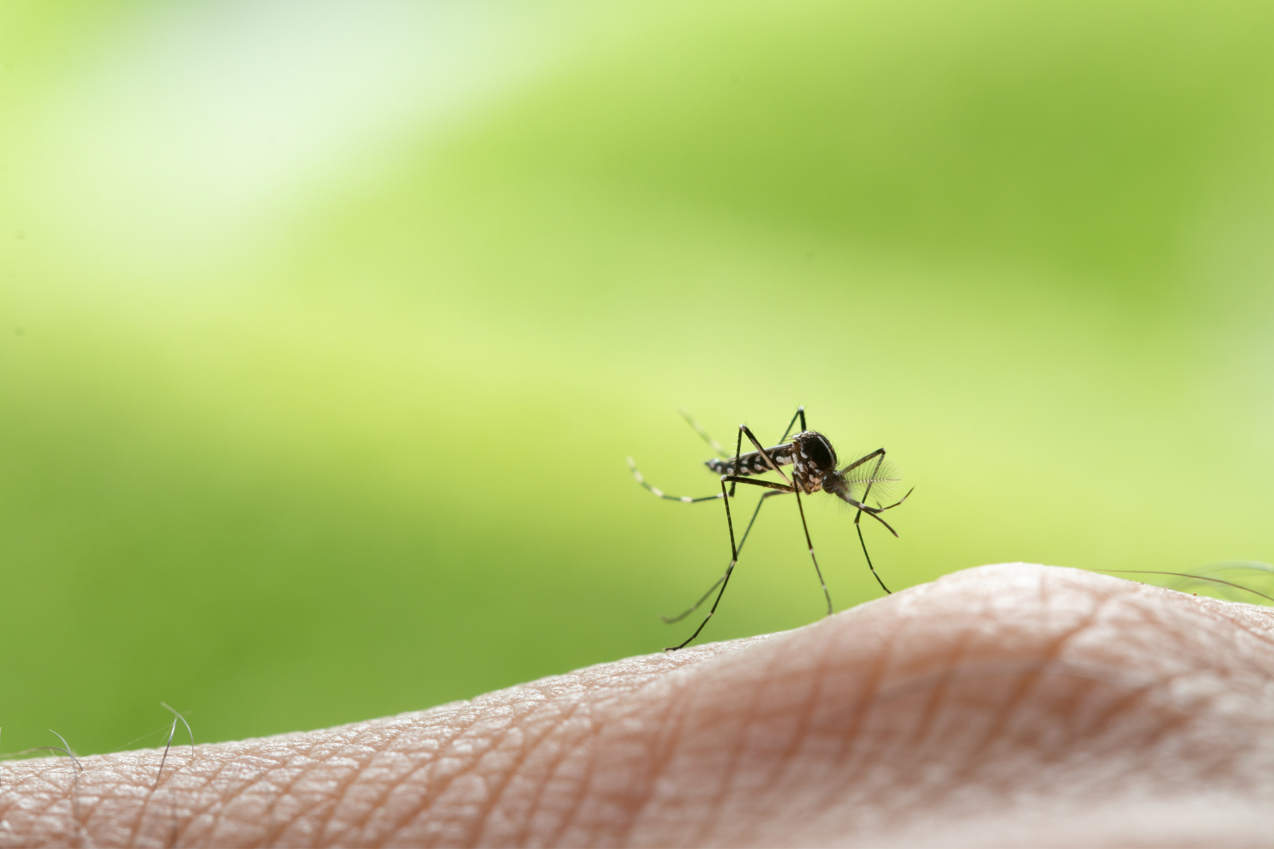 How to get rid of mosquitoes naturally