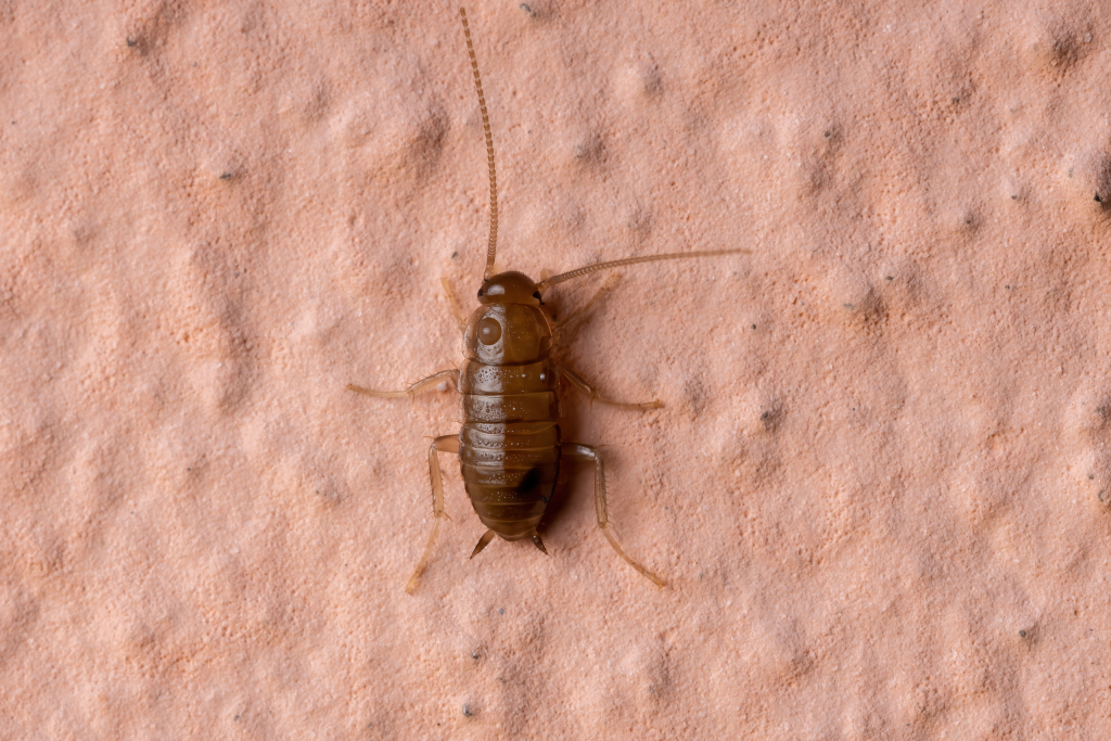 what a baby cockroach (nymph) looks likes